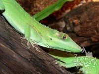 /album/fotogalerie-zoopark-na-hradecku-horni-pena/anolis-baracoae-zoopark-jpg1/